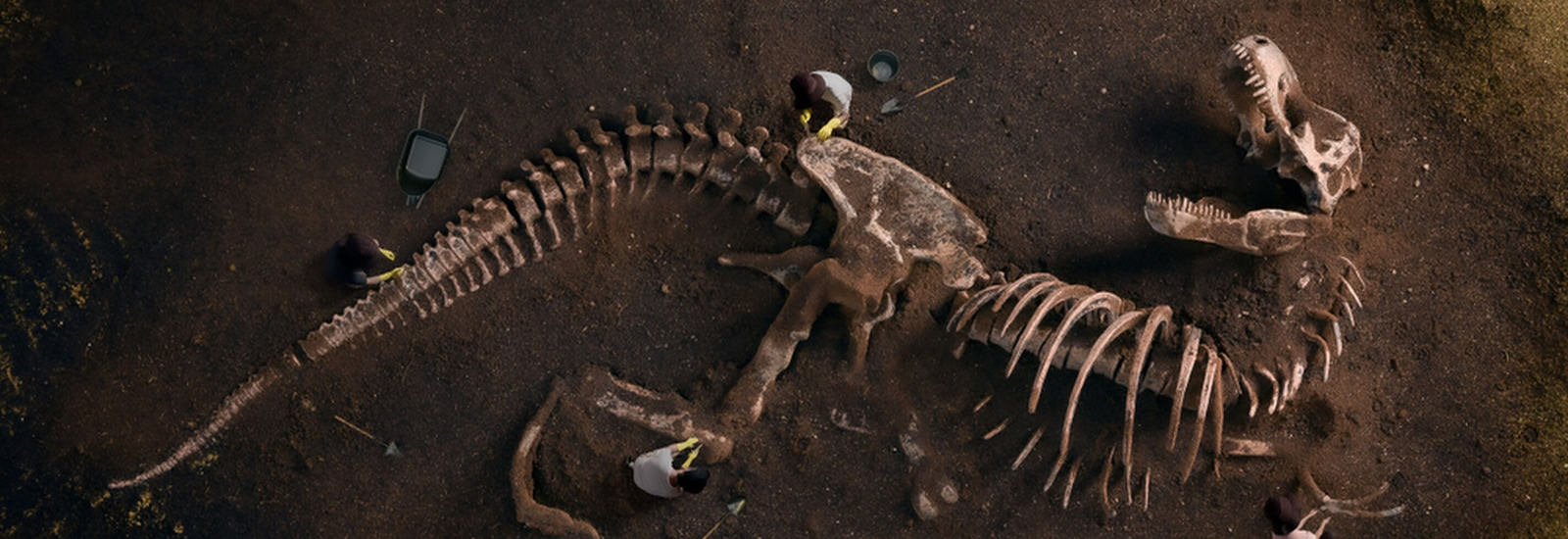 Two people digging up a large dinosaur skeleton  