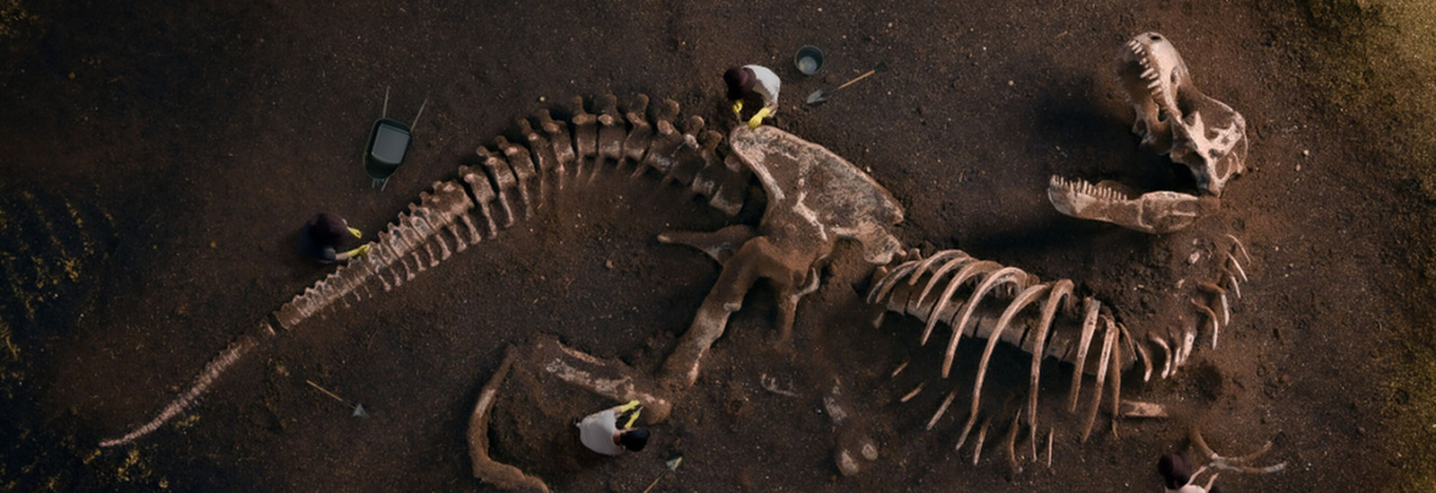 Two people digging up a large dinosaur skeleton  